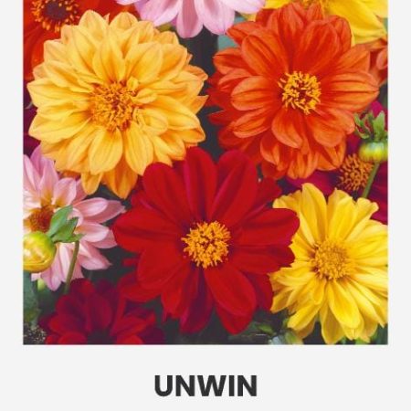 DIDŽIAGRAIŽIAI JURGINAI UNWIN