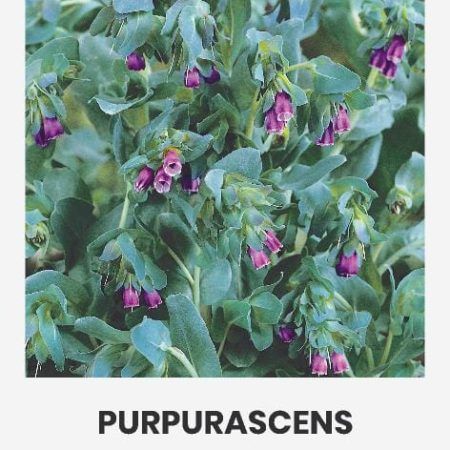 DIDŽIOSIOS CERINSĖS PURPURASCENS