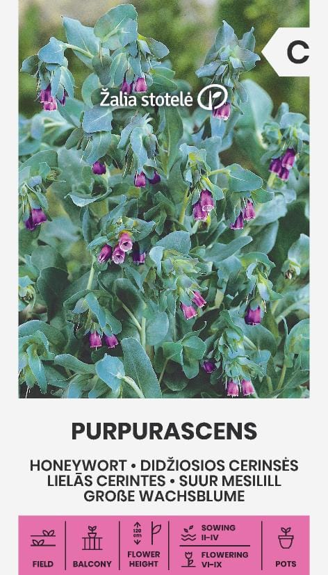 DIDŽIOSIOS CERINSĖS PURPURASCENS