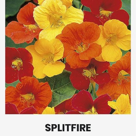 DIDŽIOSIOS NASTURTĖS SPLITFIRE