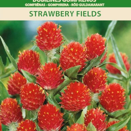 DOBILINĖS GOMFRENOS STRAWBERY FIELDS