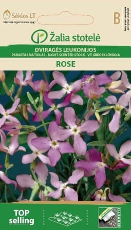 DVIRAGĖS LEUKONIJOS ROSE