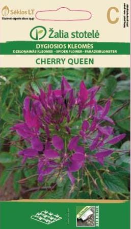DYGIOSIOS KLEOMĖS CHERRY QUEEN
