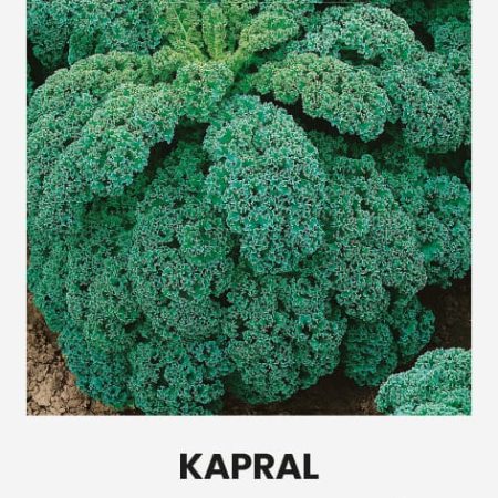 GARBANOTIEJI KOPŪSTAI KAPRAL
