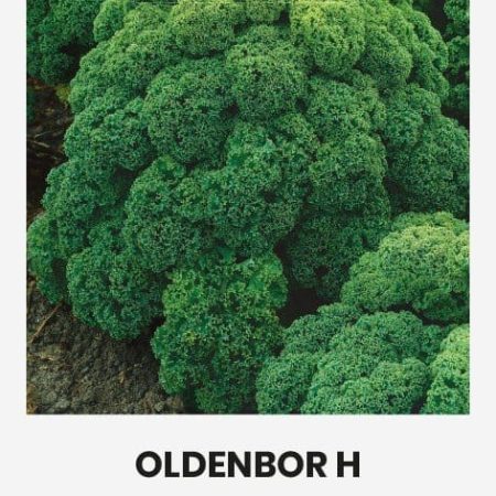 GARBANOTIEJI KOPŪSTAI OLDENBOR H