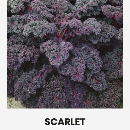 GARBANOTIEJI KOPŪSTAI SCARLET
