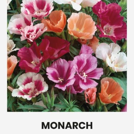 GODETIJOS STAMBIAŽIEDĖS MONARCH