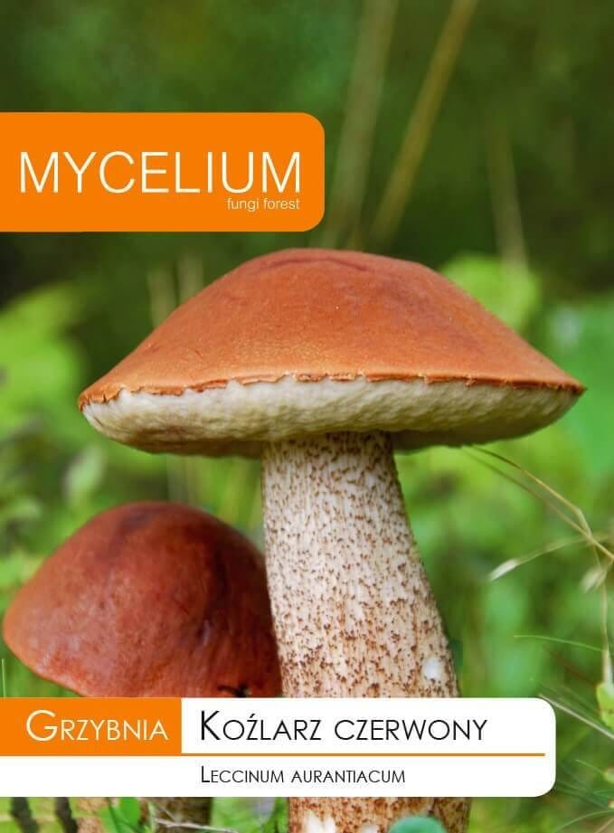 GRYBIENA TIKRASIS RAUDONVIRŠIS 10G