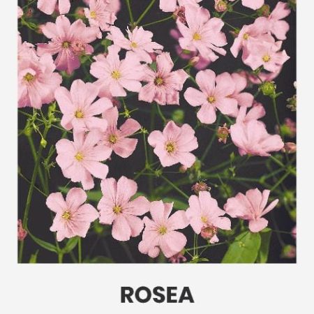 GUBOJOS PUOŠNIOSIOS ROSEA