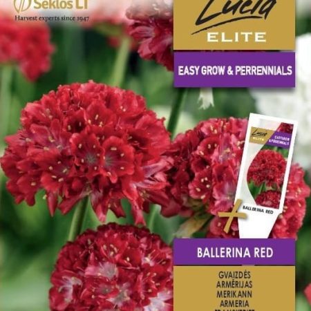 GVAIZDĖS BALLERINA RED