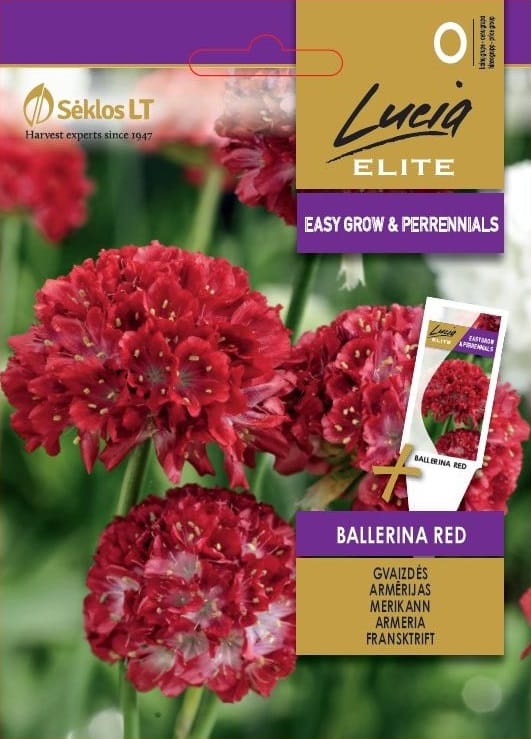 GVAIZDĖS BALLERINA RED