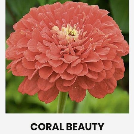 GVAIZDŪNĖS PUIKIOSIOS CORAL BEAUTY
