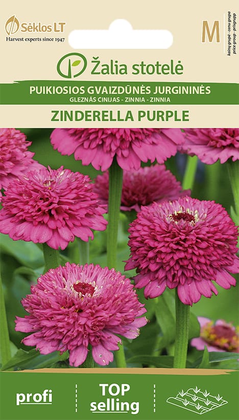 GVAIZDŪNĖS PUIKIOSIOS JURGININĖS ZINDERELLA PURPLE