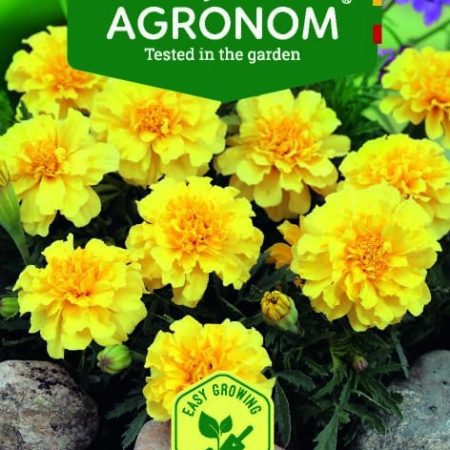 GVAZDIKINIAI SERENČIAI LEMON DROP
