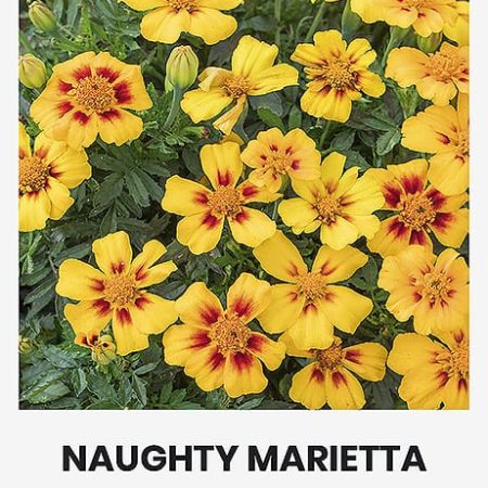 GVAZDIKINIAI SERENČIAI NAUGHTY MARIETTA