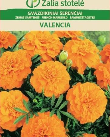 GVAZDIKINIAI SERENČIAI VALENCIA