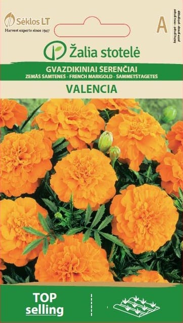 GVAZDIKINIAI SERENČIAI VALENCIA