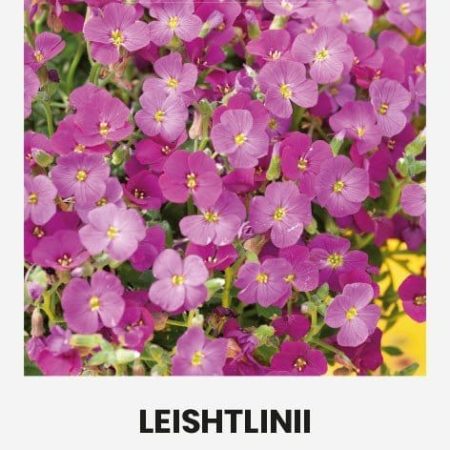 HIBRIDINĖS AUBRETĖS LEISHTLINII