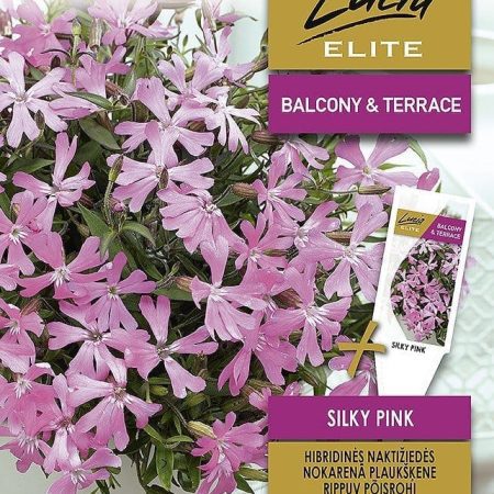 HIBRIDINĖS NAKTIŽIEDĖS SILKY PINK