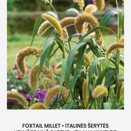ITALINĖS ŠERYTĖS