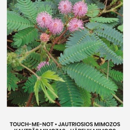 JAUTRIOSIOS MIMOZOS TOUCH-ME-NOT