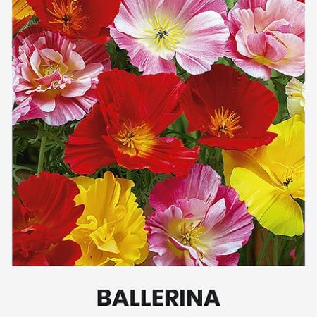 KALIFORNINĖS EŠOLCIJOS BALLERINA