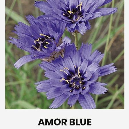 KATARANKĖS MĖLYNŽIEDĖS AMOR BLUE