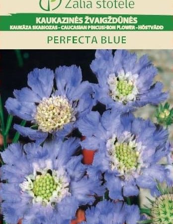 KAUKAZINĖS ŽVAIGŽDŪNĖS PERFECTA BLUE