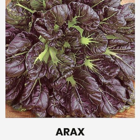 KININIAI BASTUČIAI ARAX