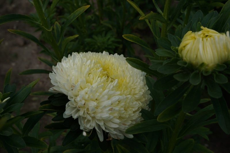 KININIAI RATILIAI PAEONY - Image 3