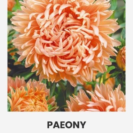 KININIAI RATILIAI PAEONY