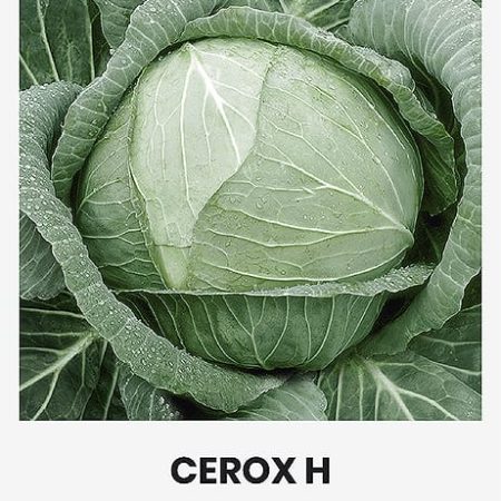 KOPŪSTAI B/G CEROX H