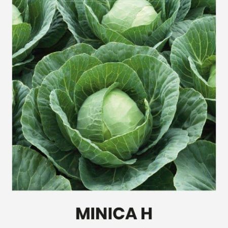 KOPŪSTAI BALTIEJI GŪŽINIAI MINICA H
