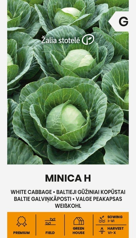 KOPŪSTAI BALTIEJI GŪŽINIAI MINICA H