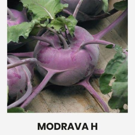 KOPŪSTAI ROPINIAI MODRAVA H