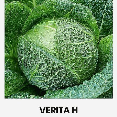 KOPŪSTAI SAVOJINIAI VERITA H