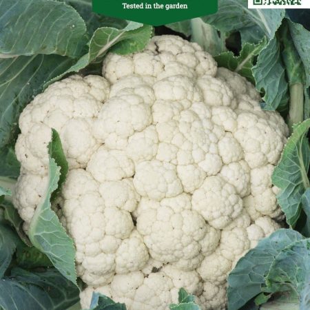KOPŪSTAI ŽIEDINIAI IGLOO