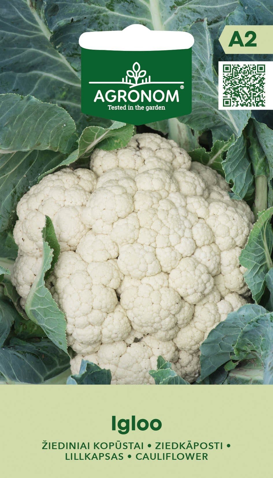 KOPŪSTAI ŽIEDINIAI IGLOO