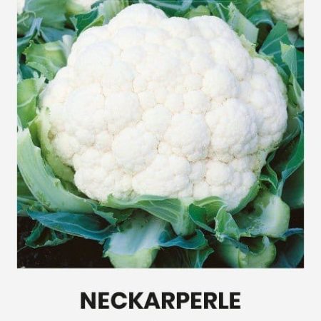 KOPŪSTAI ŽIEDINIAI NECKARPERLE