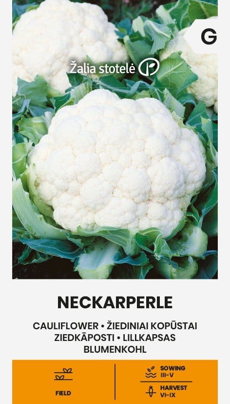 KOPŪSTAI ŽIEDINIAI NECKARPERLE