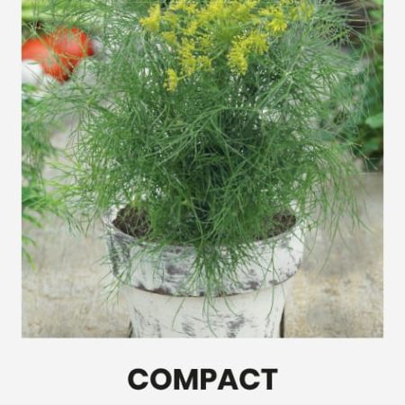 KRAPAI PAPRASTIEJI COMPACT