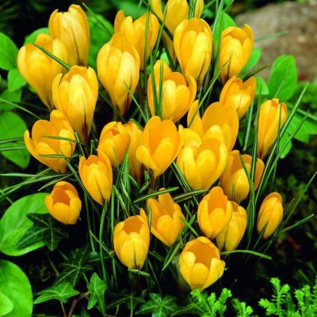 KROKAI PAVASARINIAI BIG YELLOW