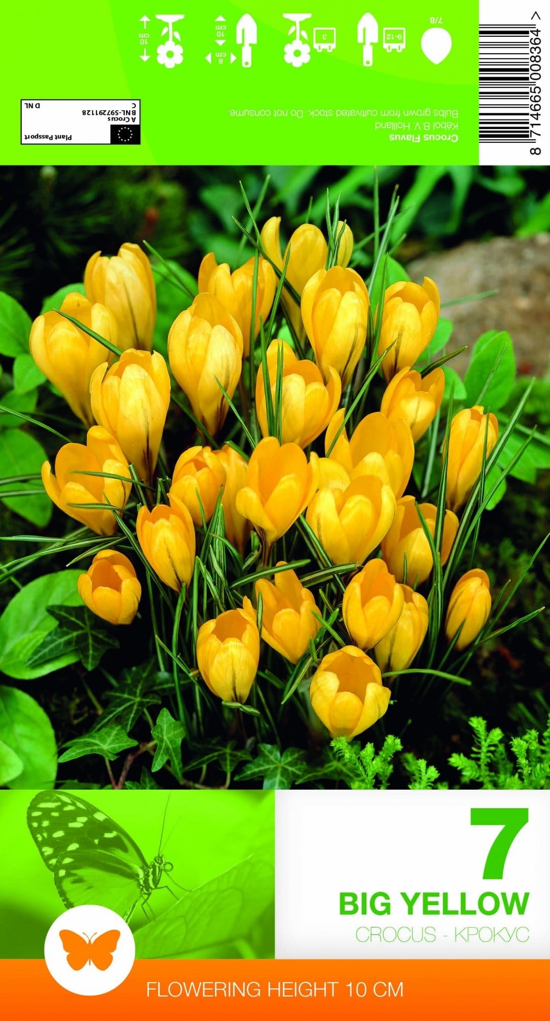 KROKAI PAVASARINIAI BIG YELLOW