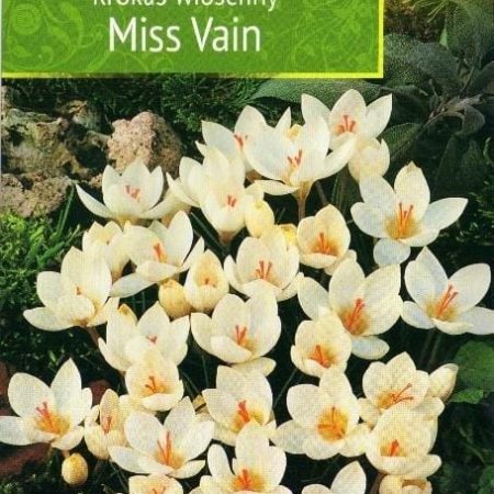 KROKAI PAVASARINIAI MISS VAIN