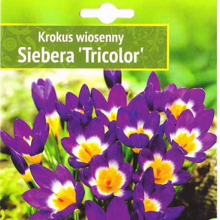 KROKAI PAVASARINIAI SIEBERA "TRICOLOR"