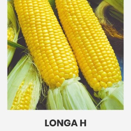 KUKURŪZAI SALDIEJI LONGA H