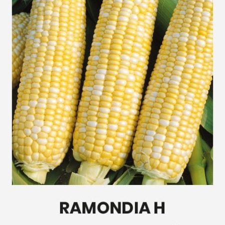 KUKURŪZAI SALDIEJI RAMONDIA H
