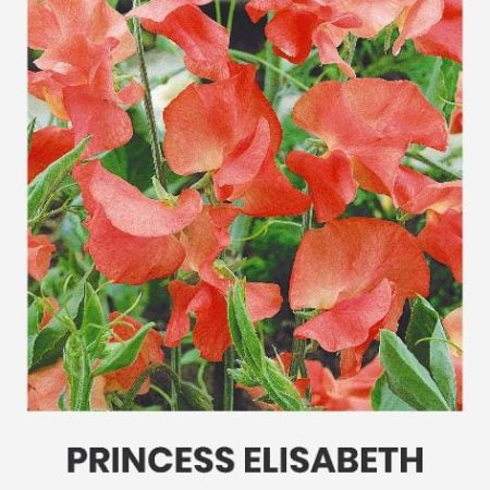 KVAPIEJI PELĖŽIRNIAI PRINCESS ELISABETH