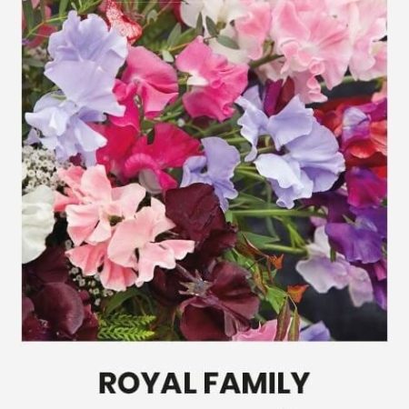 KVAPIEJI PELĖŽIRNIAI ROYAL FAMILY