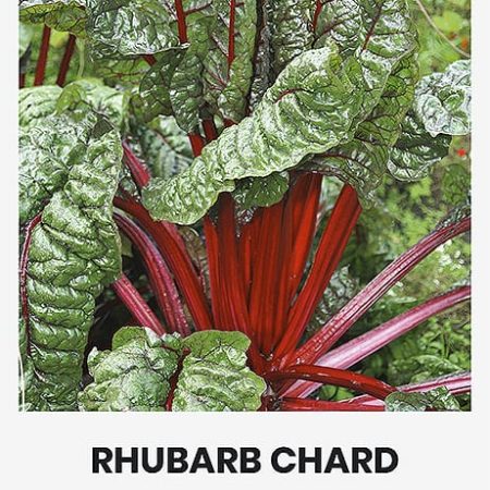 LAPINIAI BUROKĖLIAI RHUBARB CHARD